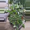 plant/6” long & full Krimson Queen (lovers choice)-0-thumbnail