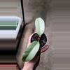 plant/Hoya Multiflora Wonderphil A-0-thumbnail