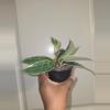 plant/Hoya Macrophylla in 4 inch pot.-1-thumbnail