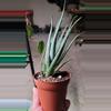 plant/Blue elf aloe-1-thumbnail