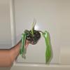 plant/Philodendron Joepii-1-thumbnail