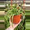 plant/6” Rhipsalis Boliviana (lovers choice)-0-thumbnail