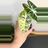 plant/Alocasia Nairobi Nights Aurea-2-thumbnail