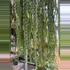 plant/XL Huperzia Hang Hong (long)-2-thumbnail