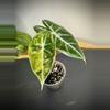 plant/Alocasia Nairobi Nights Aurea-0-thumbnail