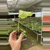 plant/Monstera obliqua mayuna starter plant growers choice-5-thumbnail
