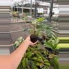 plant/Emerald king 4” pot growers choice-5-thumbnail