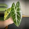 plant/Alocasia Nairobi Nights Aurea-1-thumbnail