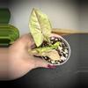 plant/Syngonium Pink Cloud-0-thumbnail