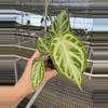 plant/Seed grown anthurium silver chrome X dorayaki silver starter plant growers choic-1-thumbnail