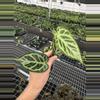 plant/Seed grown anthurium crystallinum red silver starter plant growers choice-4-thumbnail