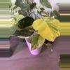 plant/Monstera Pom Pom-1-thumbnail