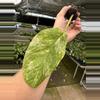 plant/Monstera obliqua mayuna starter plant growers choice-1-thumbnail
