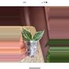 plant/Jasminka-0-thumbnail
