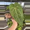 plant/Anthurium dark phoenix x crystallinum dark form 4” pot growers choice-2-thumbnail