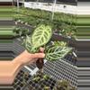 plant/Seed grown anthurium crystallinum red silver starter plant growers choice-6-thumbnail
