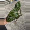plant/Seed grown anthurium silver hope x Warocqueanum starter plant growers choice-5-thumbnail