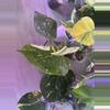 plant/Monstera Medusa-2-thumbnail