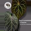 plant/Red Crysteal x Caycee-0-thumbnail