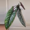 plant/Alocasia Scalprum in 4 inch pot.-1-thumbnail