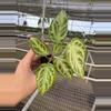 plant/Seed grown anthurium silver chrome X dorayaki silver starter plant growers choic-3-thumbnail