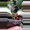 plant/Hoya Multiflora Wonderphil A-1-thumbnail