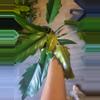 plant/Philo choco empress-0-thumbnail