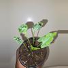 plant/Alocasia Teletubbie in 4 inch pot.-0-thumbnail