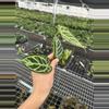 plant/Seed grown anthurium crystallinum red silver starter plant growers choice-5-thumbnail