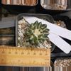 plant/Ariocarpus kotschoubeyanus-1-thumbnail