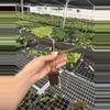 plant/Seed grown anthurium crystallinum red silver starter plant growers choice-7-thumbnail