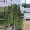 plant/XL Huperzia Hang Hong (full & bushy)-0-thumbnail