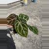 plant/Seed grown anthurium silver hope x Warocqueanum starter plant growers choice-3-thumbnail