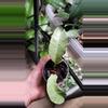 plant/Hoya Multiflora Wonderphil B-0-thumbnail