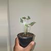 plant/Alocasia Teletubbie in 4 inch pot.-1-thumbnail