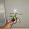 plant/Variegated Philodendron Domesticum in 2 inch pot.-1-thumbnail