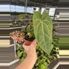 plant/Anthurium dark phoenix x crystallinum dark form 4” pot growers choice-3-thumbnail