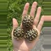 plant/Sri Lankan Star Tortoise babies-1-thumbnail