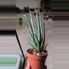 plant/Blue elf aloe-0-thumbnail