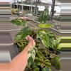 plant/Emerald king 4” pot growers choice-0-thumbnail
