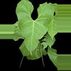 plant/Anthurium rionegrense (Rio Negro, Chiapas) 2x seedlings.-8-thumbnail
