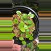 plant/Anthurium rionegrense (Rio Negro, Chiapas) 2x seedlings.-9-thumbnail