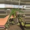 plant/Alocasia Sabrina 4” pot growers choice-2-thumbnail