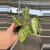 plant/Seed grown anthurium silver chrome X dorayaki silver starter plant growers choic-4-thumbnail