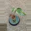 plant/Marble Queen Pothos #181-1-thumbnail