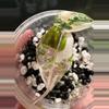 plant/Alocasia Amazonica Pink Thai-0-thumbnail