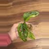 plant/Monstera Adansonii Aurea-0-thumbnail