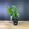 plant/Anthurium Clarinervium 4”  1768-0-thumbnail