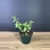 plant/Portulacaria afra - Elephant Bush 3” - grower’s choice-1-thumbnail