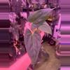 plant/FSRL x Dress Carla BVEP-1-thumbnail